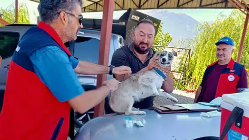 Çay ilçesinde minik dostlar için sağlık seferberliği: Kayıt altına alınıyorlar
