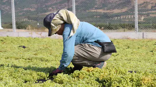 Denizli bağlarında hasat buruk geçiyor: Üretici maliyet kıskacında TMO'dan destek bekliyor