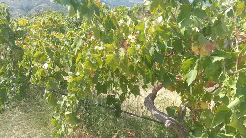 Buldan’da Bağdan 2 Ton Üzüm Çalan Şüpheli Gruba Polis Kıskıvrak Yakaladı