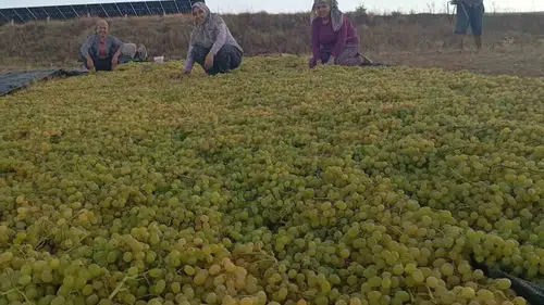 Sarıgöl'de üzüm üreticisinin yeni rotası: Yaş satıştan kurutmaya geçiş