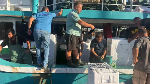 Didim sularında hamsi mesaisi: Gelecek nesiller için sıkı denetim