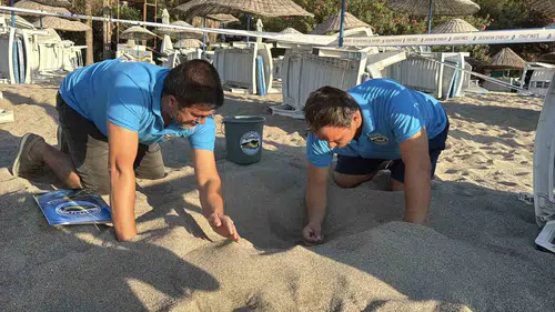 Bodrum'un kumsallarında mucizevi anlar: 62 minik yaşam mavi sulara kavuştu