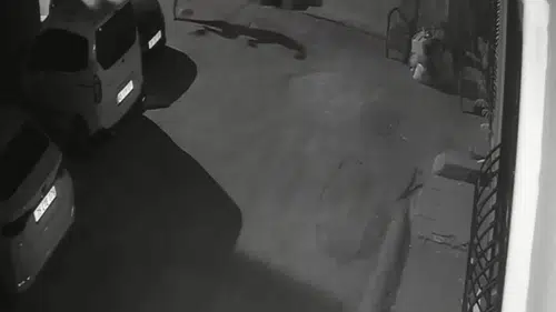 İzmir'de vicdanları sızlatan anlar: Köpeğine uyguladığı şiddet karakolda bitti