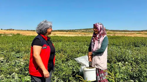İhsaniye’de Turşuluk Salatalık Tarlalarında Mesai Başladı: Kadın Üreticilere Yerinde Destek