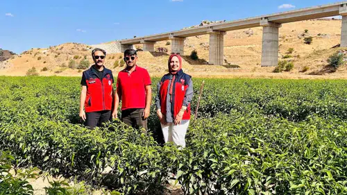 İscehisar tarlalarında yeni rota: Jalapeno biberi için kritik denetim