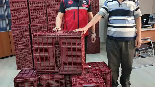 Köşk’te incir üreticisinin yüzü güldü: Hasada modern dokunuş