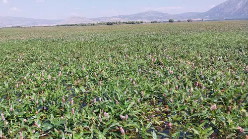Işıklı Gölü’nde rotalar yeniden çizildi: Nilüferler ve su biberleri arasında 12 kilometrelik yolculuk