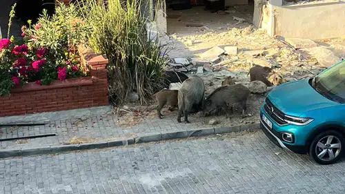 Kuşadası’nda gündüz vakti şok baskın: Sokak aralarını domuz sürüsü bastı