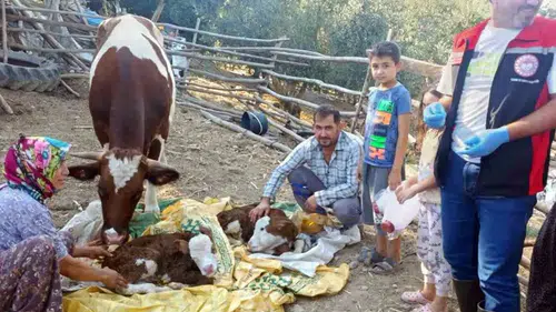 Muğla'da buzağı ölümlerine karşı 7/24 ihbar hattı: İlk 24 saat hayati önem taşıyor