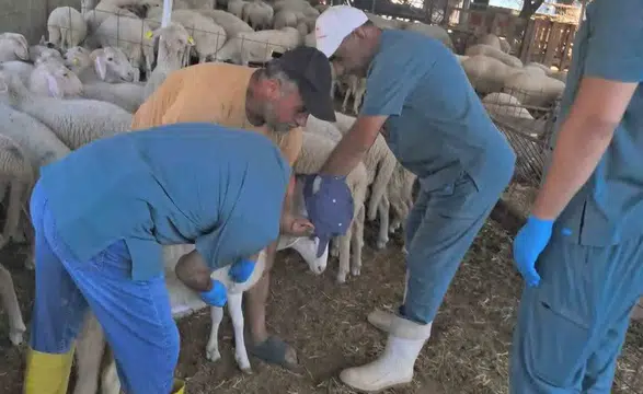 Köşk’te Hayvan Sağlığında İzlenebilirlik: Sürüler Artık Küpeyle Kimlikli