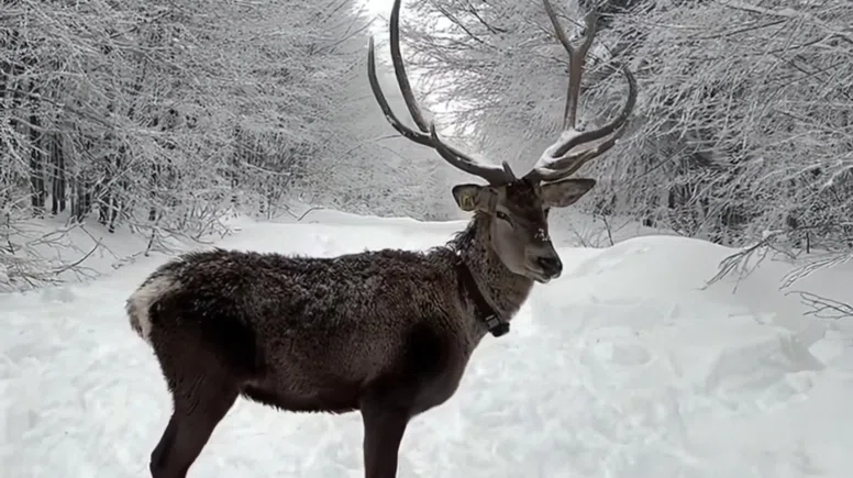Kuzuyayla’da tatilcilere kar ve kızıl geyik sürprizi