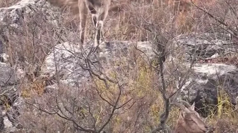 Sivas’taki vahşi yaşam, Milli Parklar kamerasına yansıdı