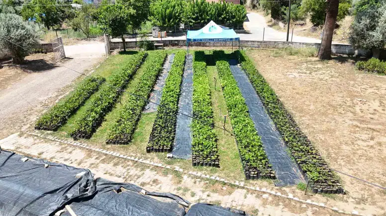Nazilli’de tarım atağı: Belediyenin fidanlığından köylüye bereket eli