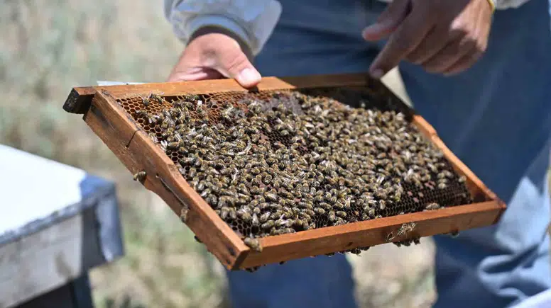 Manisa'da arıcılıkta yeni dönem: Üreticiye tam hibe, geleceğin nesillerine bal ikramı