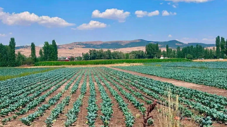 Sinanpaşa’da Brokoli Tarlalarında Üreticiye Yerinde Rehberlik