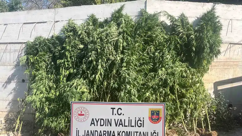 Efeler’de Kenevir Operasyonu: Dereköy’deki İkamette Gözaltı ve Tutuklama