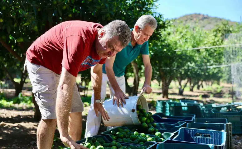 Bodrum’un yeşil hazinesi değer kazandı: 104 çiftçinin ürünü sanayiye taşındı