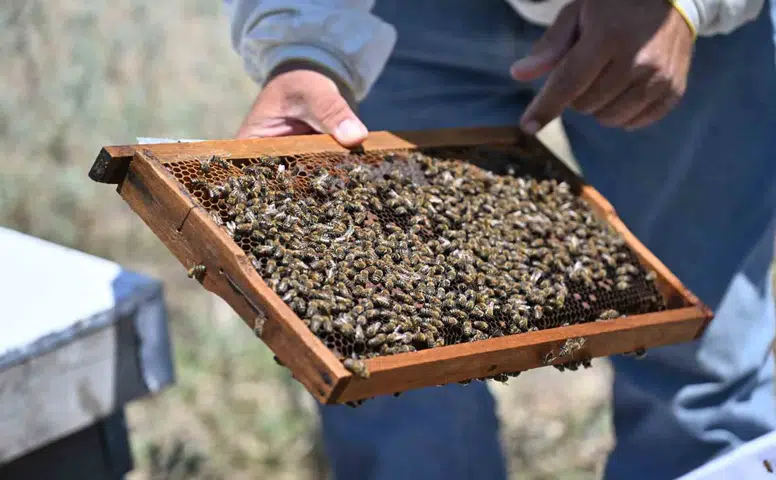 Manisa'da arıcılıkta yeni dönem: Üreticiye tam hibe, geleceğin nesillerine bal ikramı