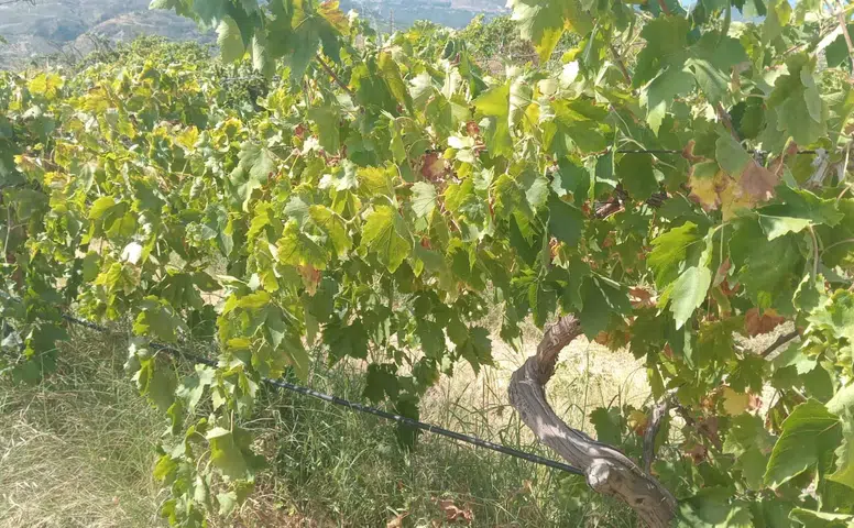 Buldan’da Bağdan 2 Ton Üzüm Çalan Şüpheli Gruba Polis Kıskıvrak Yakaladı