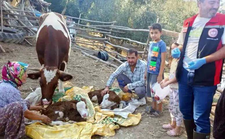 Muğla'da buzağı ölümlerine karşı 7/24 ihbar hattı: İlk 24 saat hayati önem taşıyor