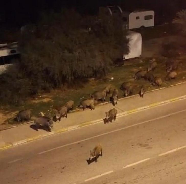 İzmir, sokaklarında domuz sürüleri ile doğal yaşam parkına döndü 2