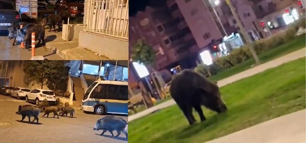 İzmir, sokaklarında domuz sürüleri ile doğal yaşam parkına döndü 4