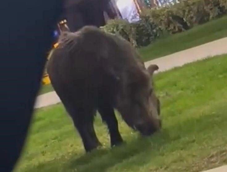 İzmir, sokaklarında domuz sürüleri ile doğal yaşam parkına döndü 3