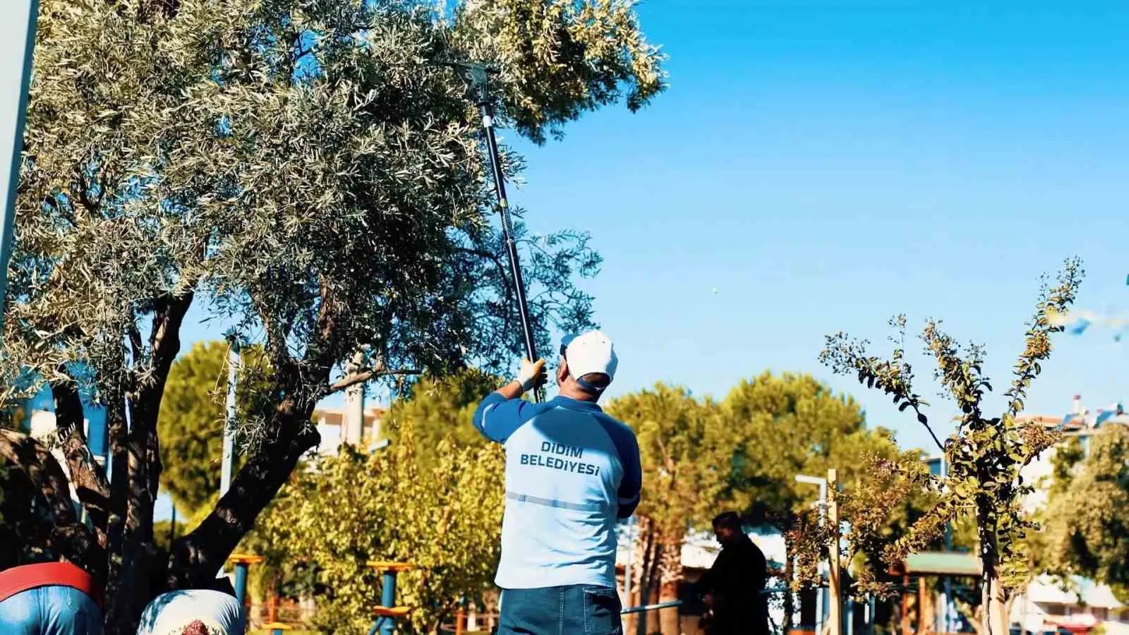 Didim'de belediye eliyle bereketli hasat: Parklardaki zeytinler sofralara lezzet katıyor