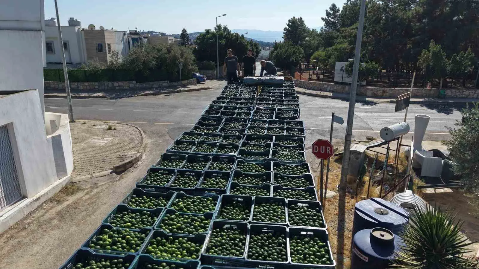 Bodrum’un yeşil hazinesi değer kazandı: 104 çiftçinin ürünü sanayiye taşındı