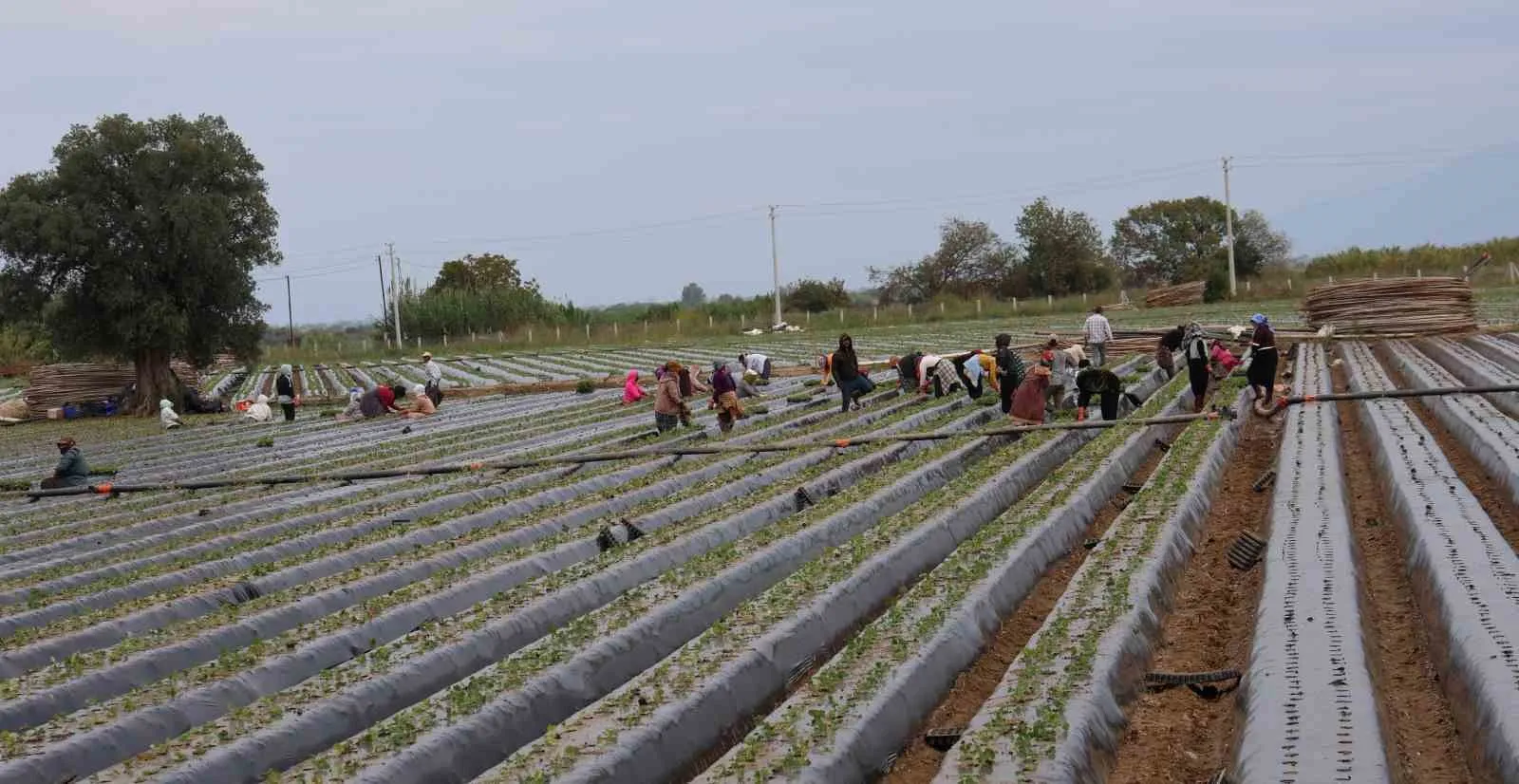 Toprakta hummalı çalışma: Aydınlı üreticiler kış çileği için sahaya indi