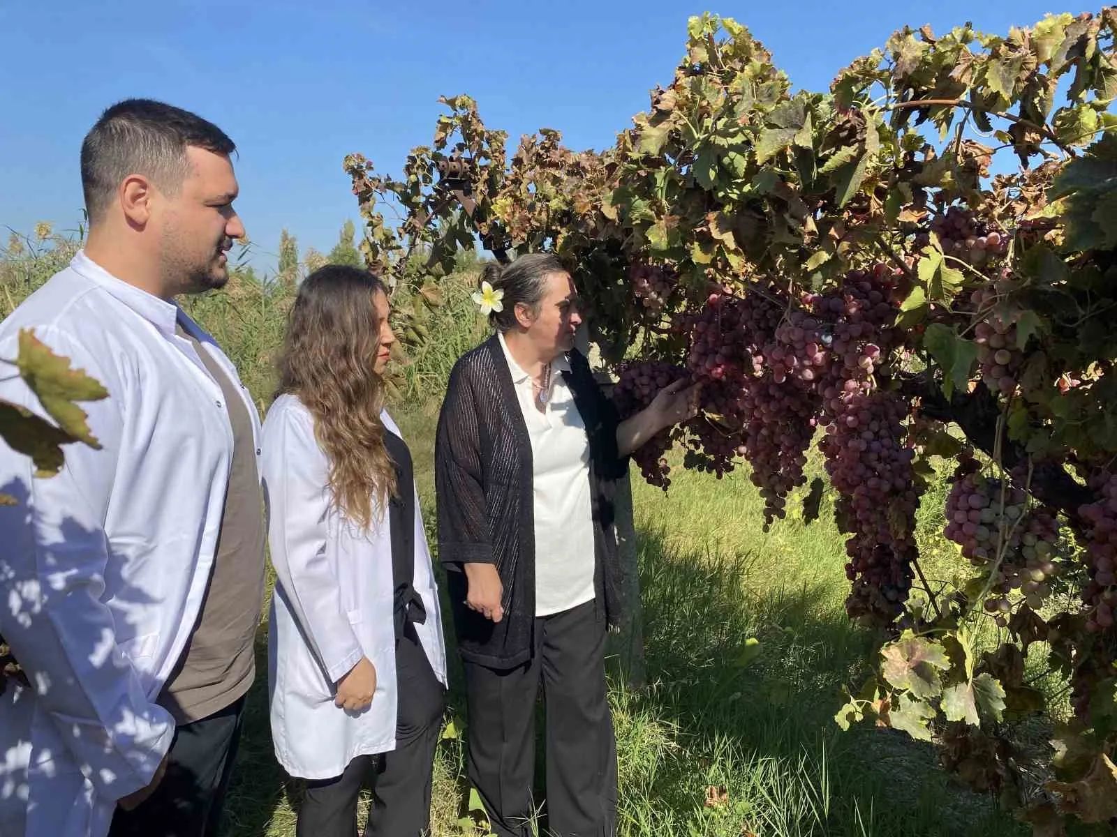 Manisa'nın bereketli bağlarında bilimsel zafer: Üzümün DNA haritası dijital dünyaya taşındı