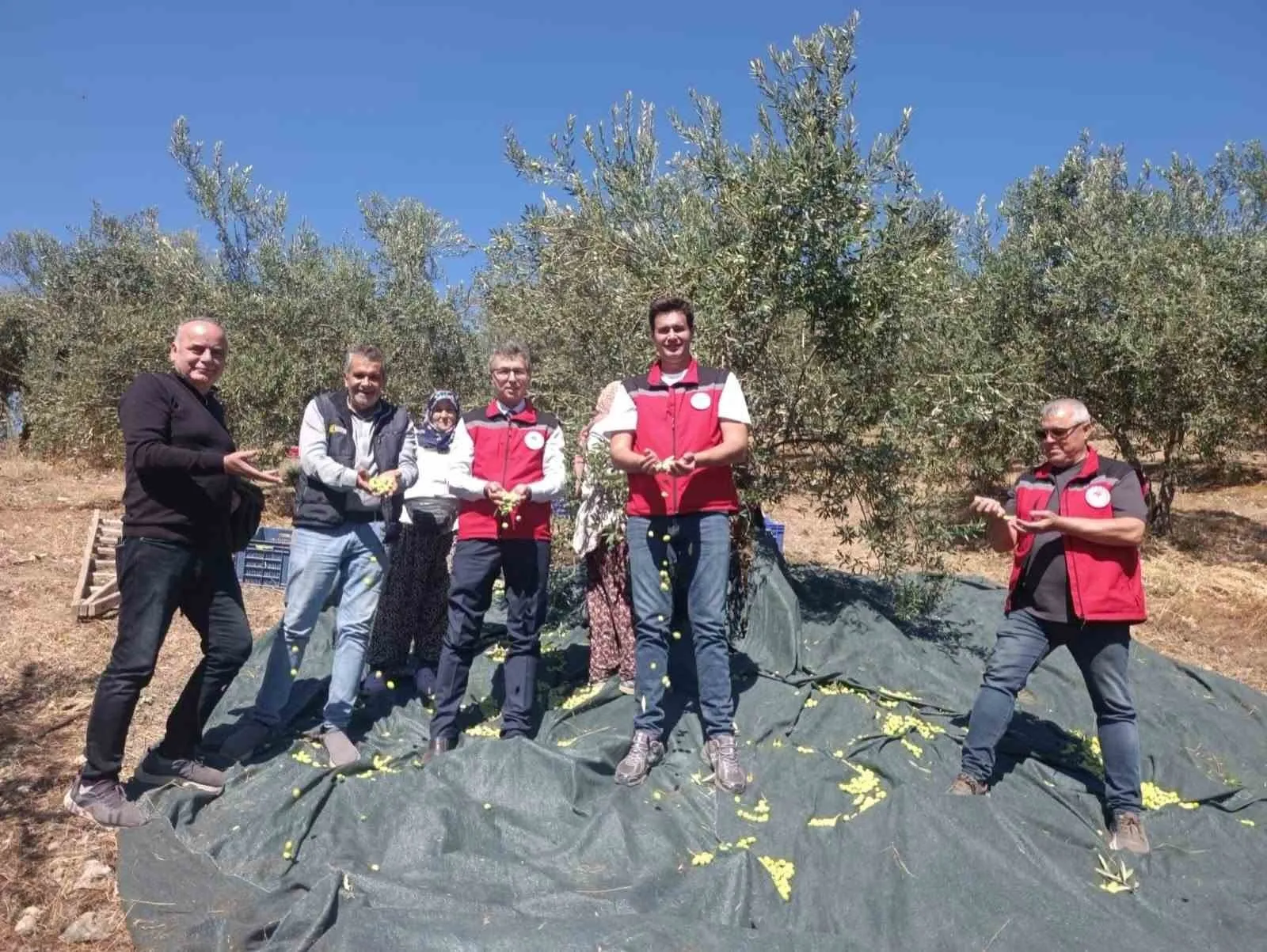 Akhisar’da zeytin bereketi: Coğrafi işaretli Domat çeşidinde ilk hasat heyecanı