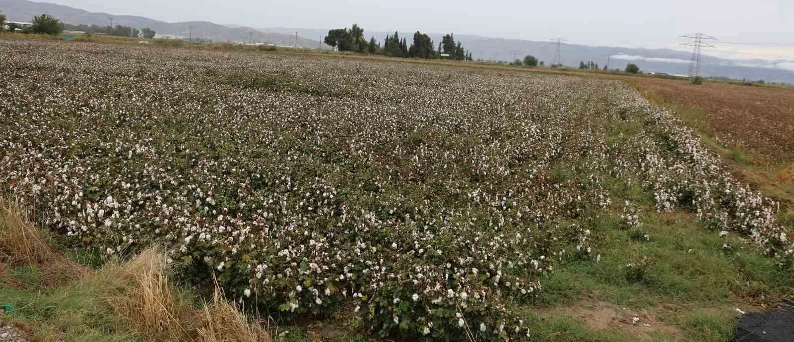 Aydın çiftçisinin pamuk mesaisi yağmur molasıyla kesintiye uğradı
