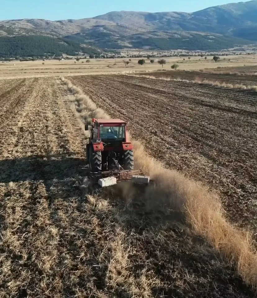 Tavas’ta belediye eliyle üretim seferberliği: Hasat edilen ürünler çiftçiye can suyu olacak