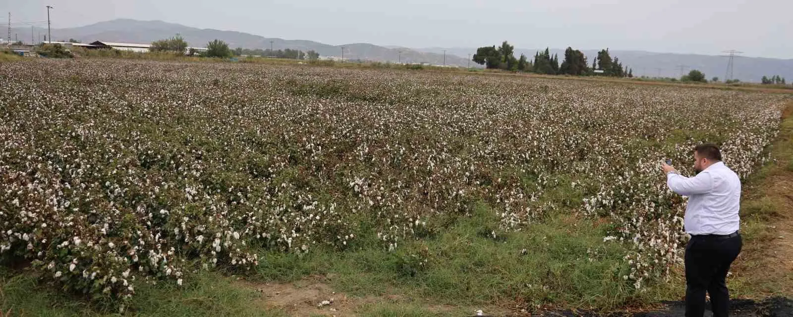 Aydın çiftçisinin pamuk mesaisi yağmur molasıyla kesintiye uğradı