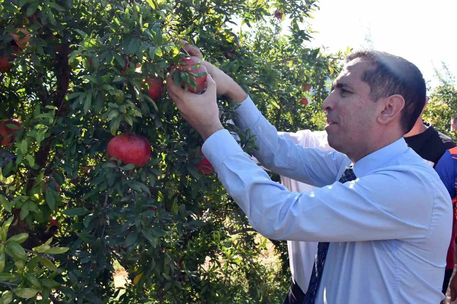 Ortaca’da nar bereketi: Dalyan’ın altın meyvesi dalından toplandı