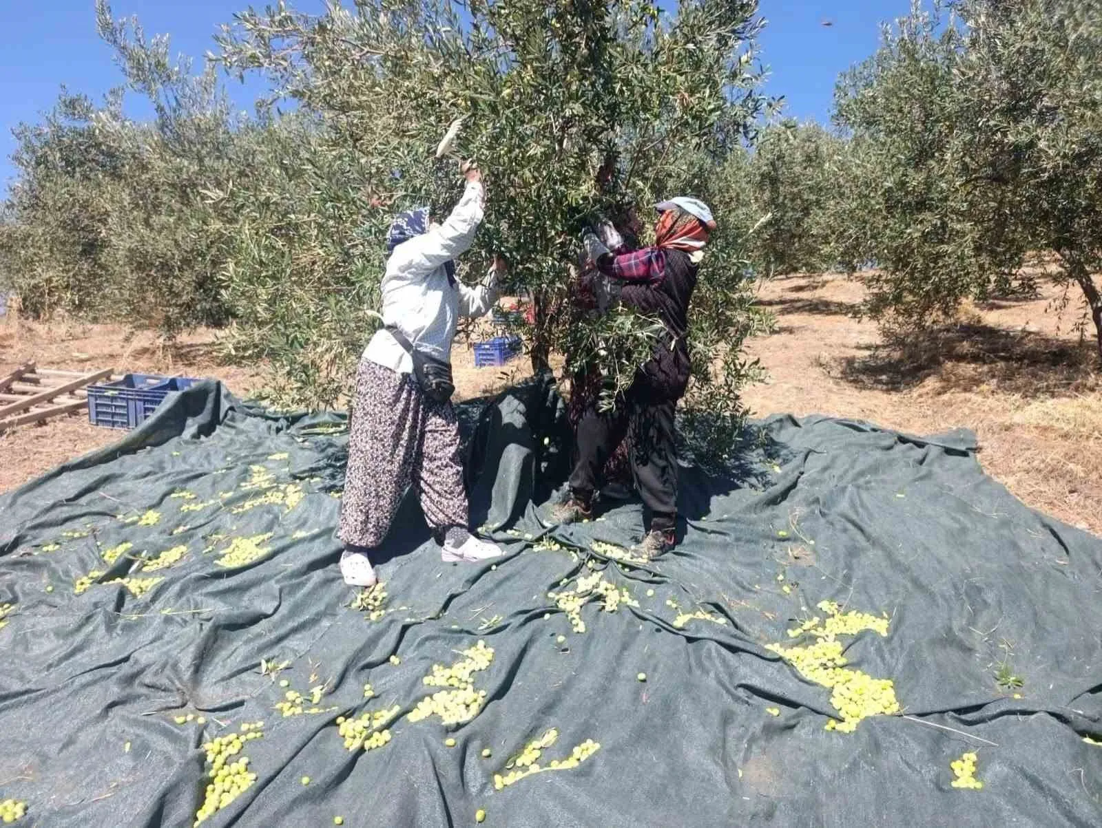 Akhisar’da zeytin bereketi: Coğrafi işaretli Domat çeşidinde ilk hasat heyecanı