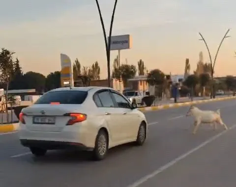 Akhisar’da korkutan kaza: Yola çıkan sürü otomobile çarptı