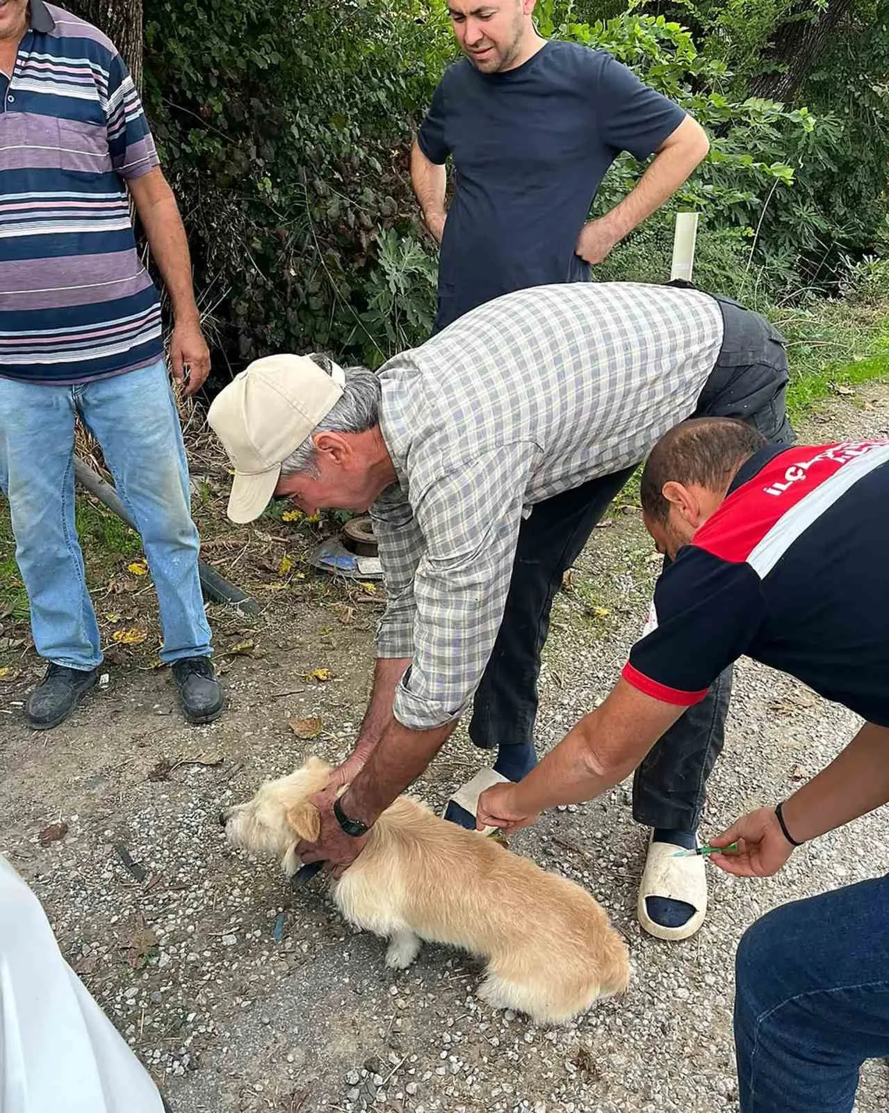 Ortaca’da sokak ve evcil hayvanlar için sağlık seferberliği: Kuduz aşısı mesaisi başladı