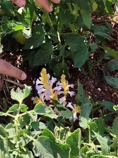 Buharkentli çiftçilerin korkulu rüyası: Domates tarlalarında parazit alarmı