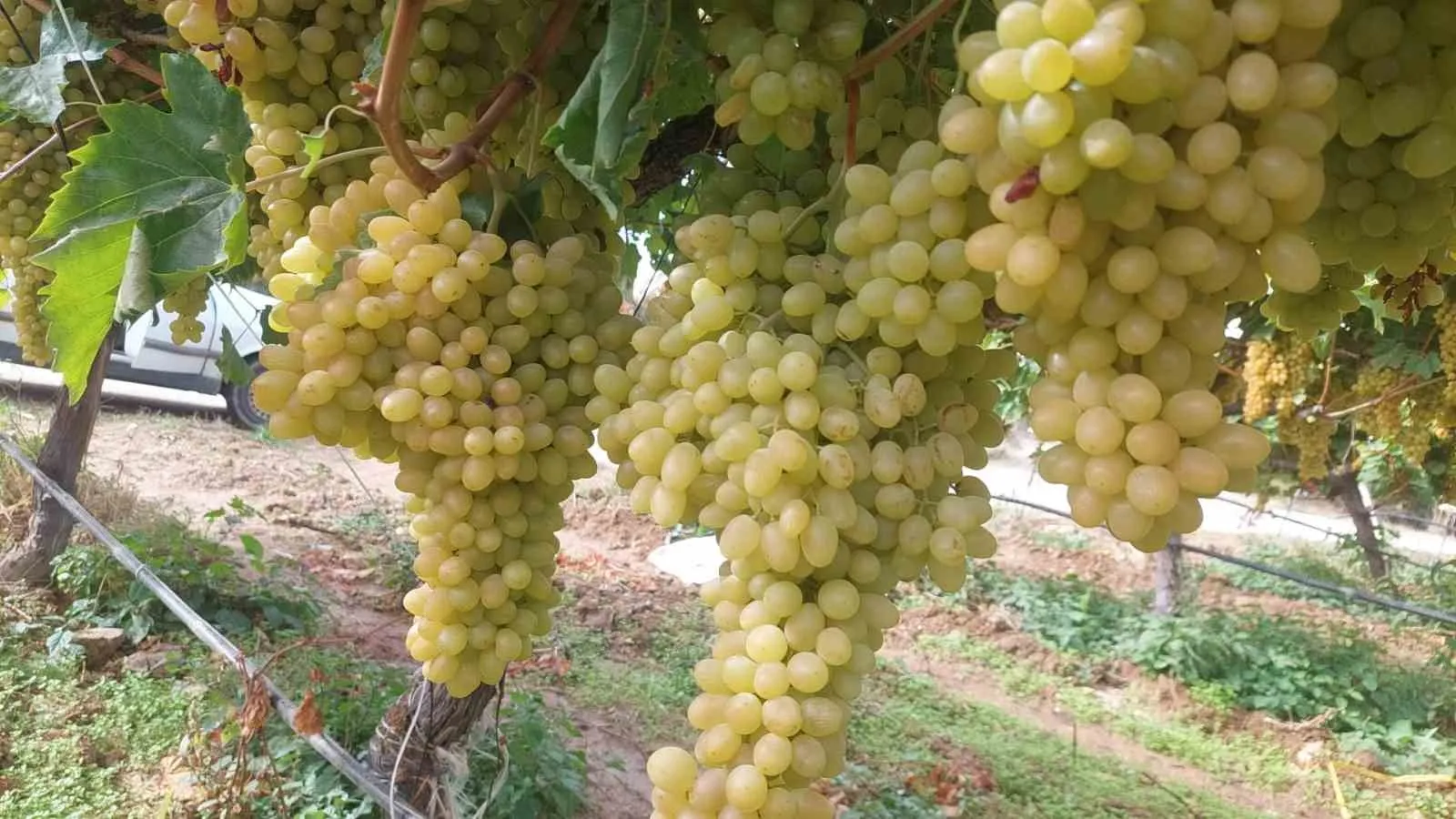 Sarıgöl'de beyaz örtülerin altındaki sessiz bekleyiş: Hasat neden durdu?
