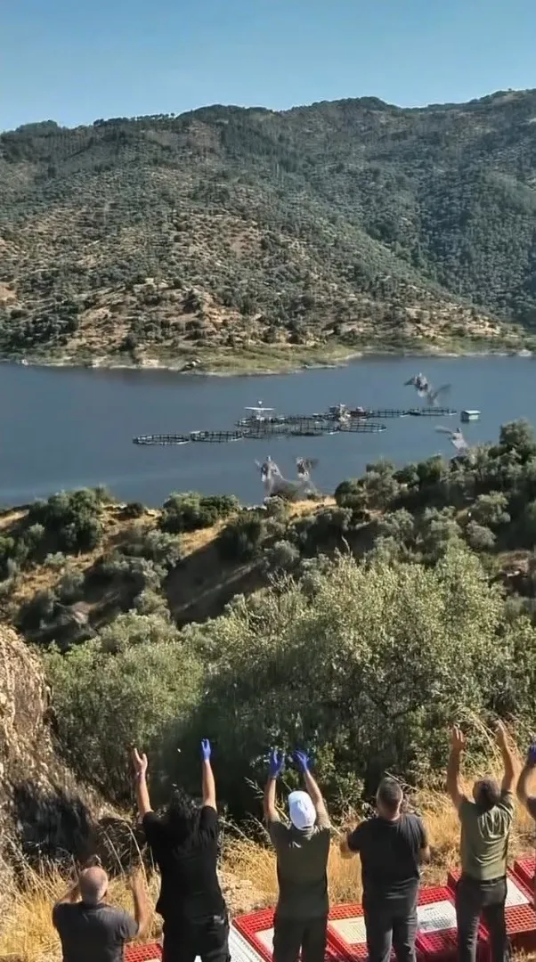 Aydın’ın yaban hayatına kanat çırpan destek: Kınalı keklikler doğaya bırakıldı
