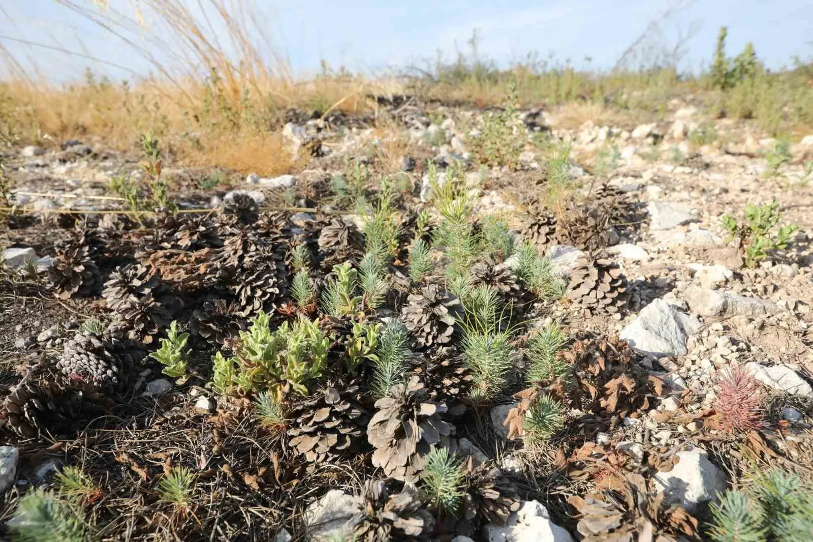 Manisa’nın kalbindeki yaralar sarılıyor: Seyitoba’da fidanlar toprakla buluşmaya hazırlanıyor