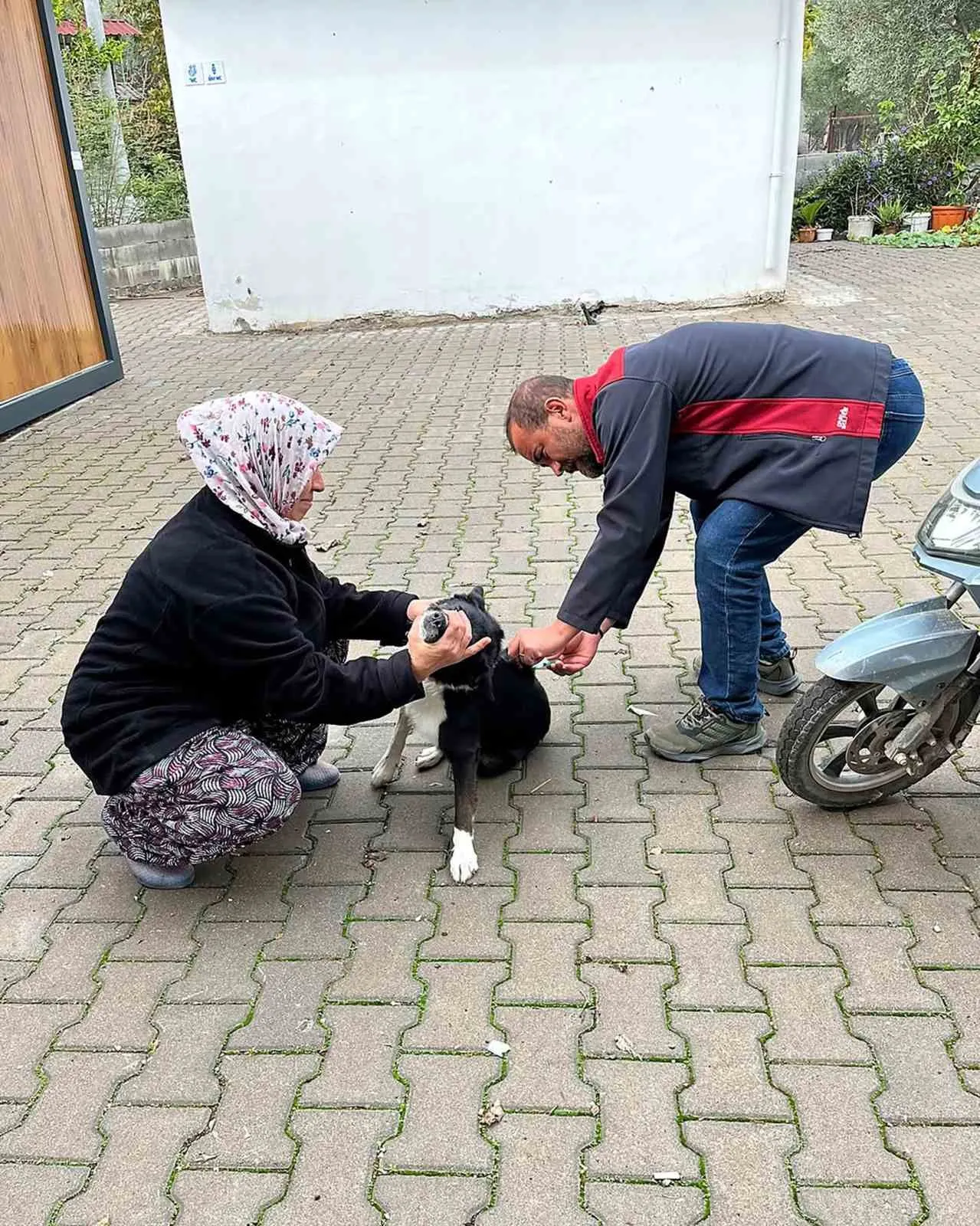 Ortaca’da sokak ve evcil hayvanlar için sağlık seferberliği: Kuduz aşısı mesaisi başladı