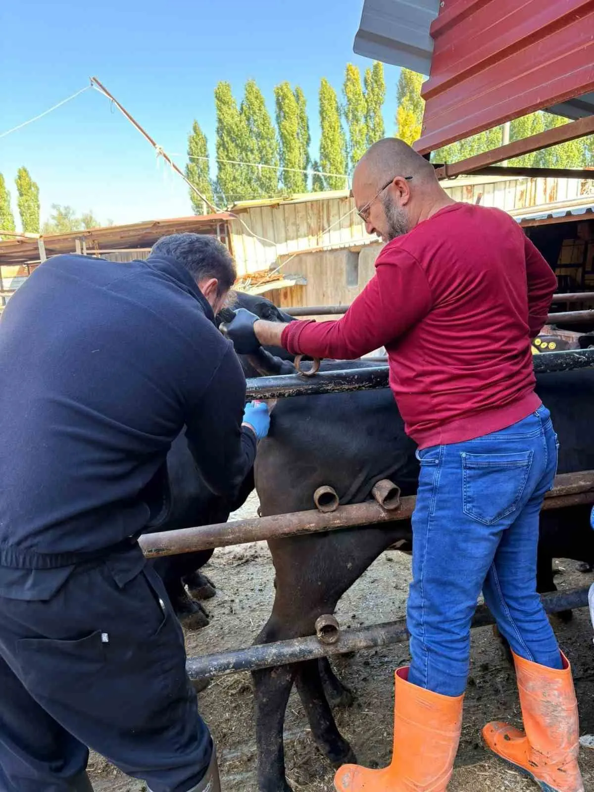Sinanpaşa’da hayvancılıkta kritik denetim: İthal sığırlar tek tek inceleniyor
