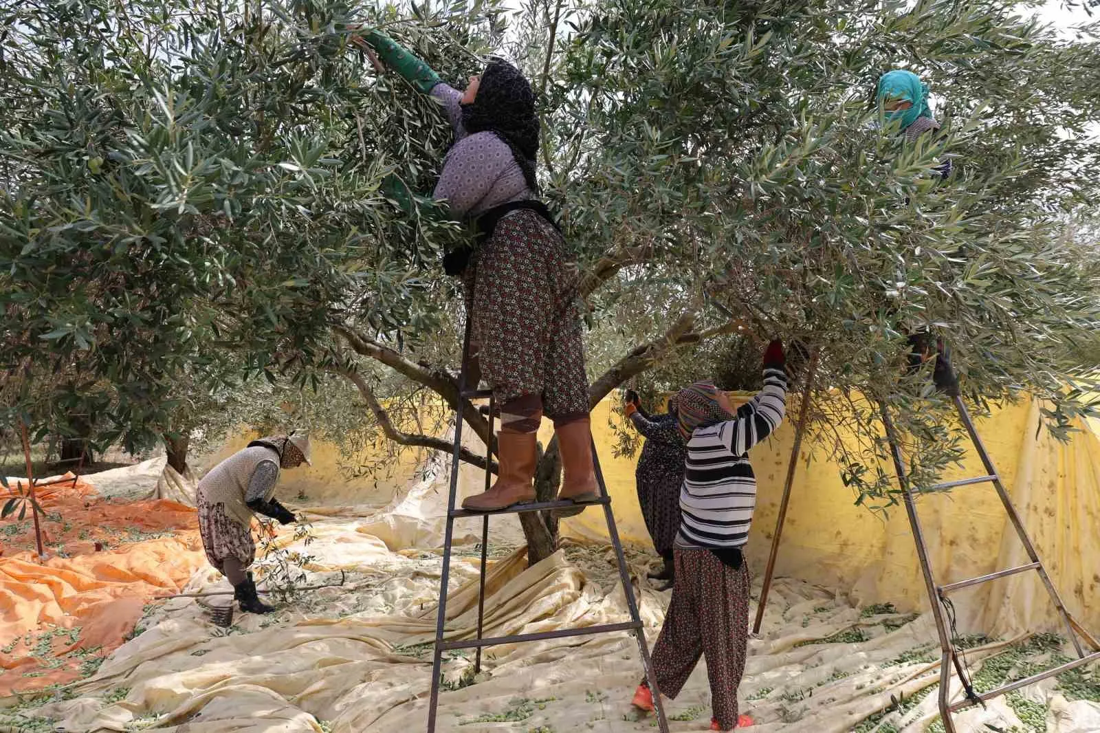 Zeytin dalında kadın dokunuşu: Aydın’da hasat yöntemi baştan aşağı değişti