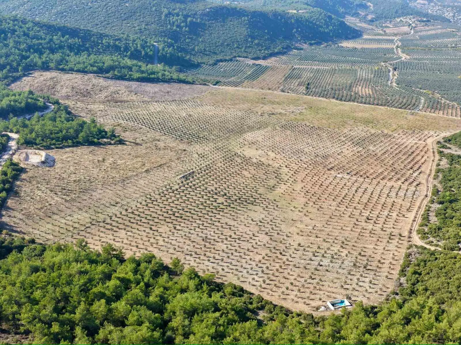 Akhisar’da toprağa yatırım yapan kazanıyor: 26 hektarlık sahada hasat vakti