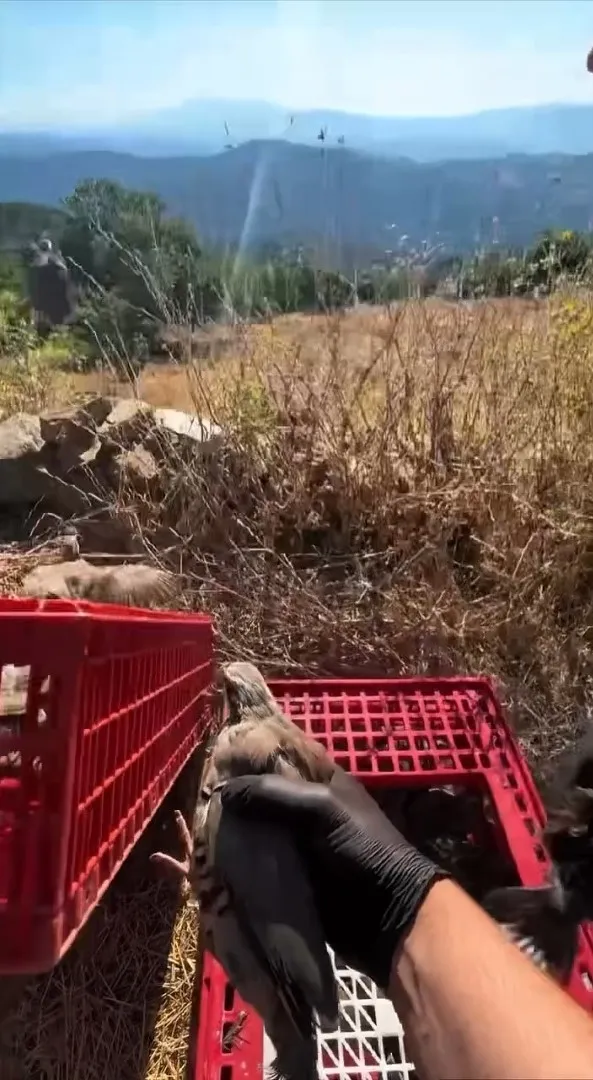 Aydın’ın yaban hayatına kanat çırpan destek: Kınalı keklikler doğaya bırakıldı