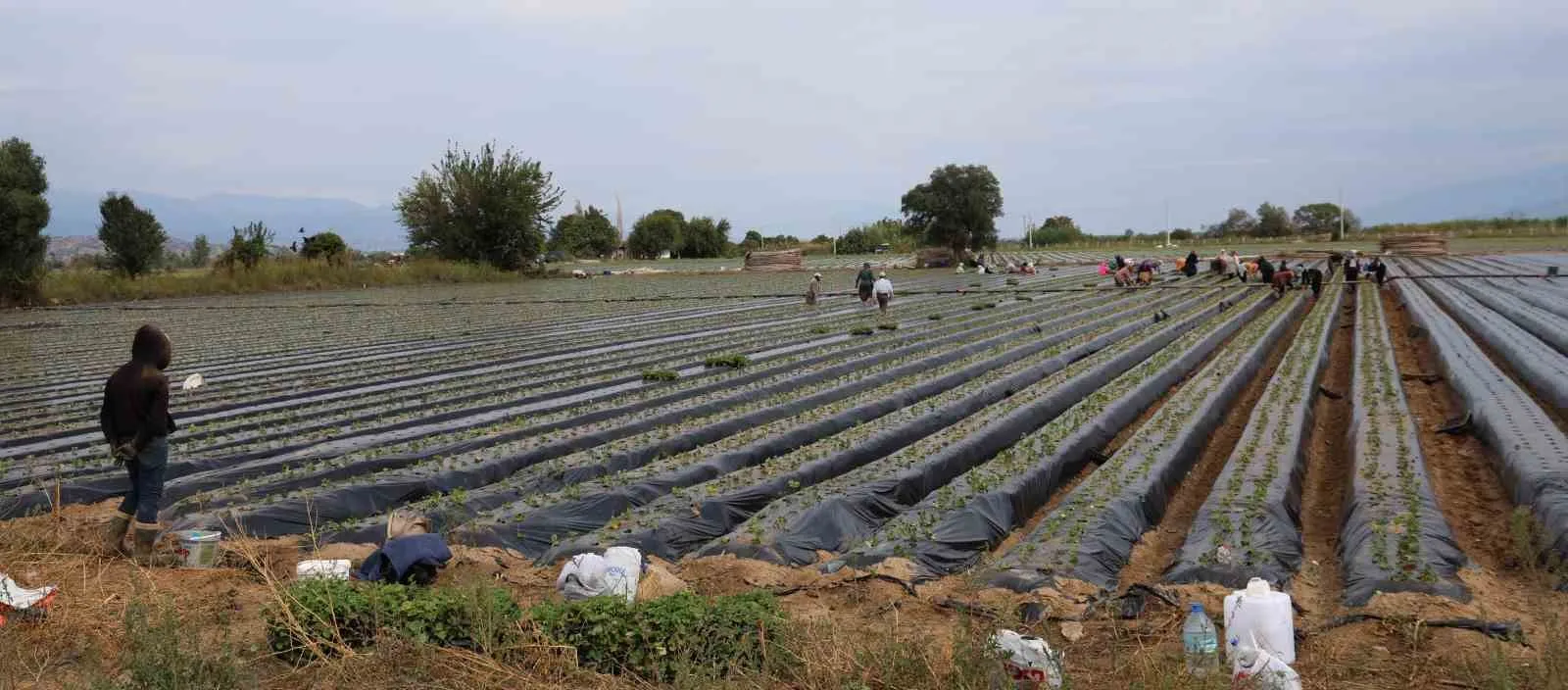 Toprakta hummalı çalışma: Aydınlı üreticiler kış çileği için sahaya indi