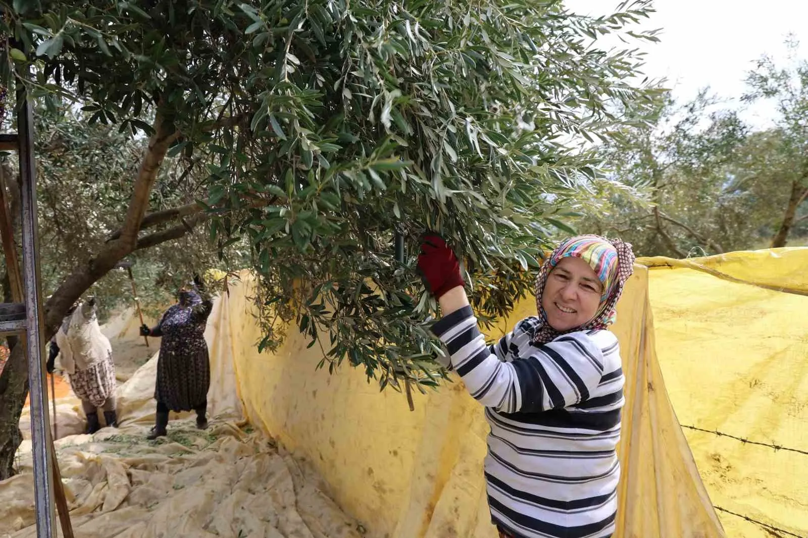 Zeytin dalında kadın dokunuşu: Aydın’da hasat yöntemi baştan aşağı değişti